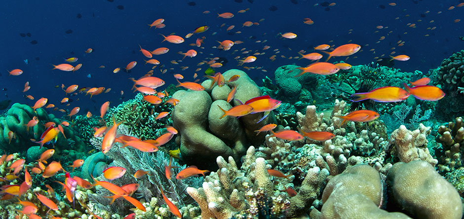 Anthias Bunaken Hard Coral