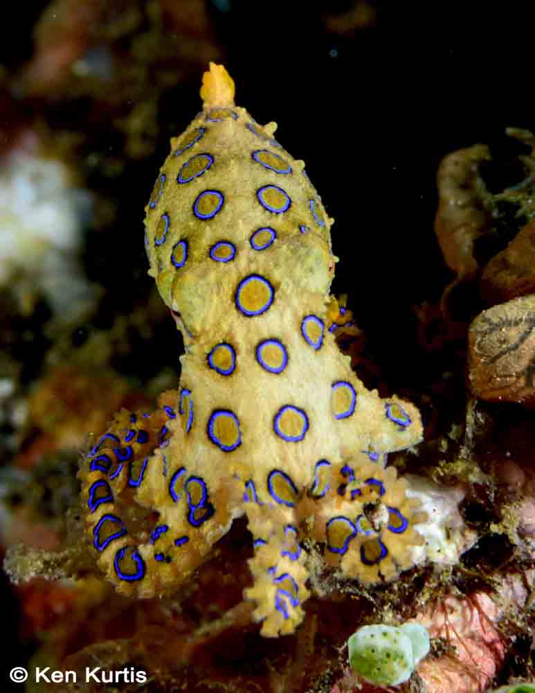 Blue Ring Octopus Manado Bay 