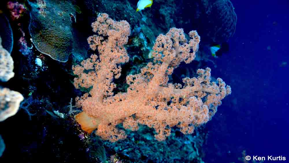 Amazing Soft Coral at Bunaken