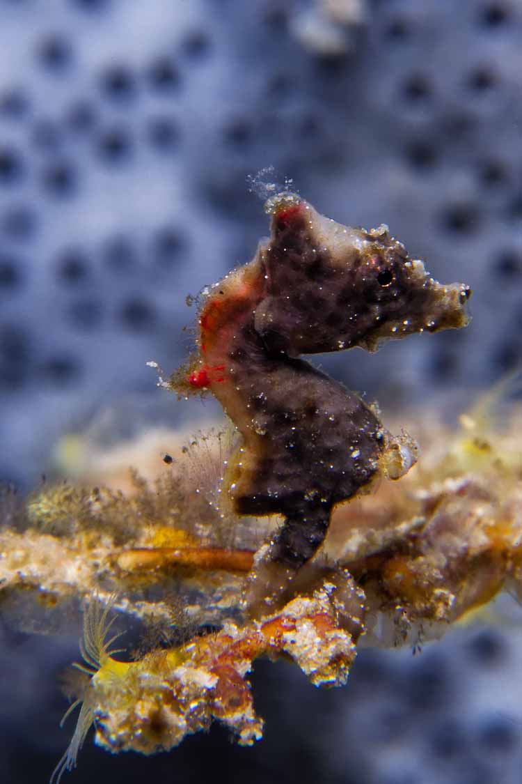 Hippocampus Severensi Pygmy Seahorse Bangka Island