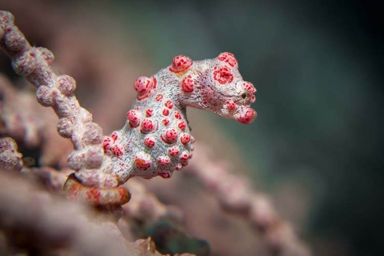 Hippocampus bargibanti pygmy seahorse Bangka Island
