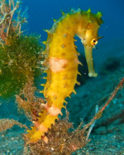 Thorny Seahorse Hippocampus Histrix 