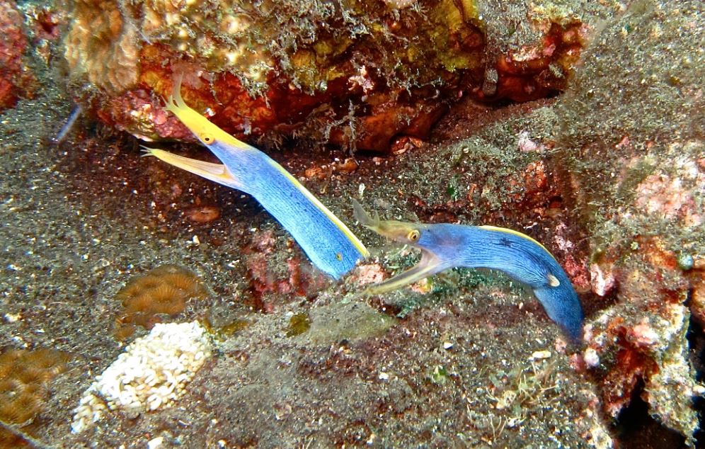 Two Blue Ribbon Eels together