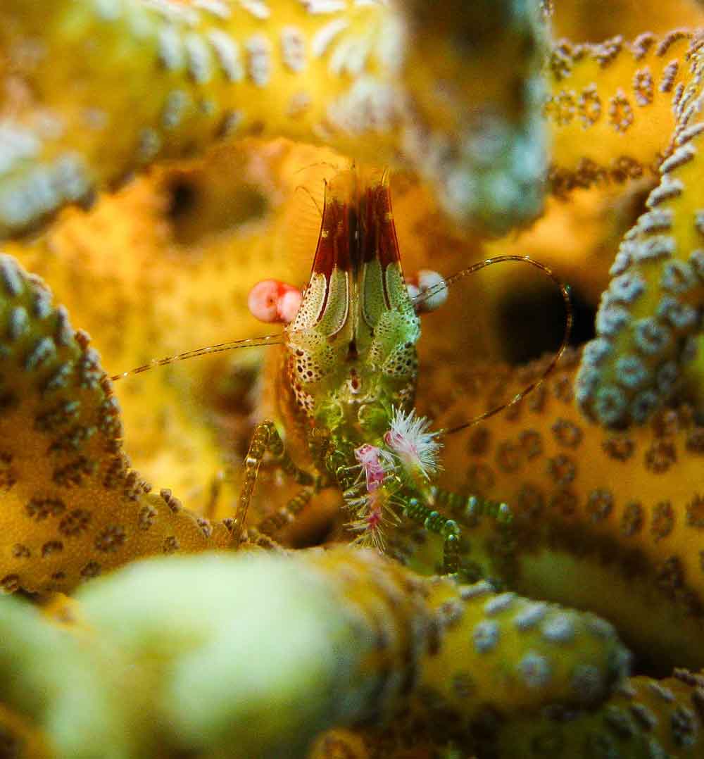 Coral Marble Shrimp