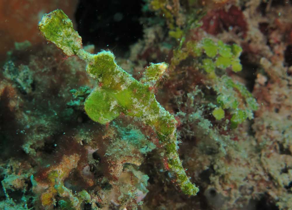 Halimeda ghost pipefish, Solenostomus halimeda