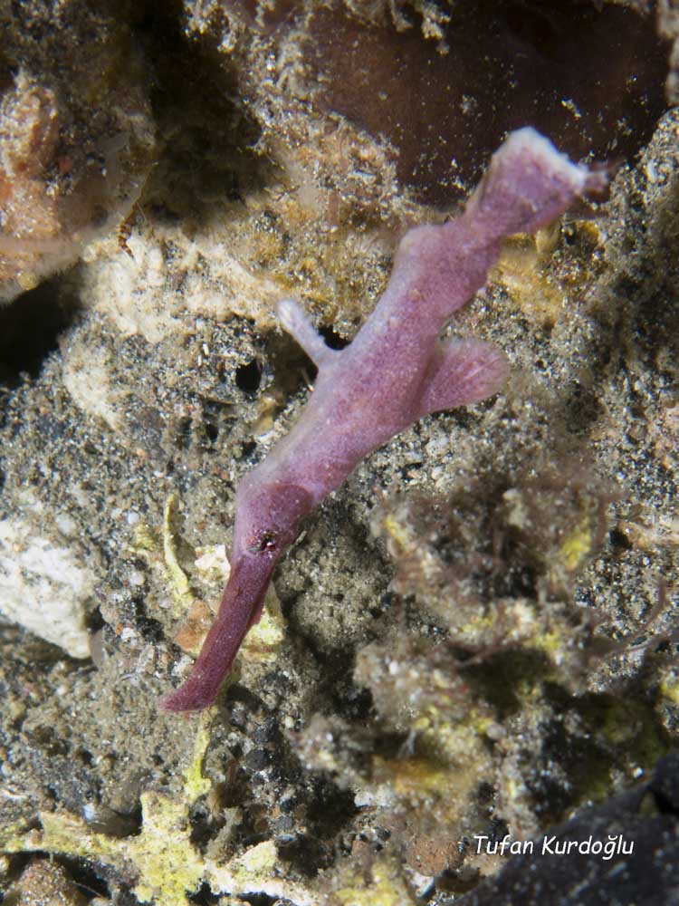 Velvet Ghost Pipefish (Solenostomus sp?)