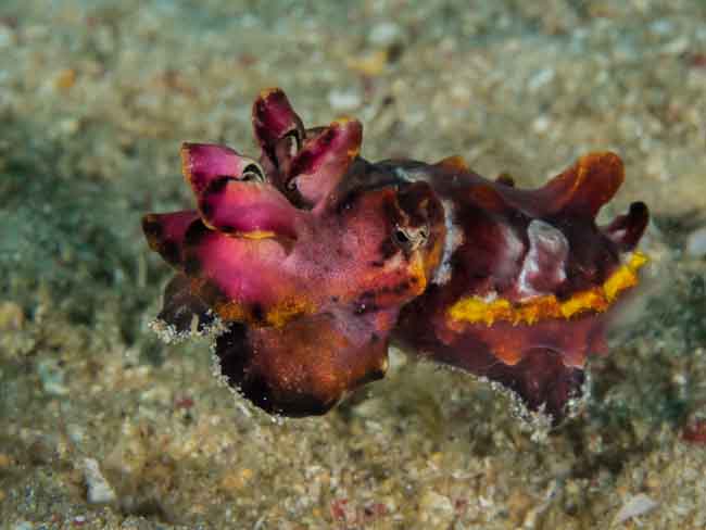 A cute Flamboyant Cuttlefish with Murex Bangka