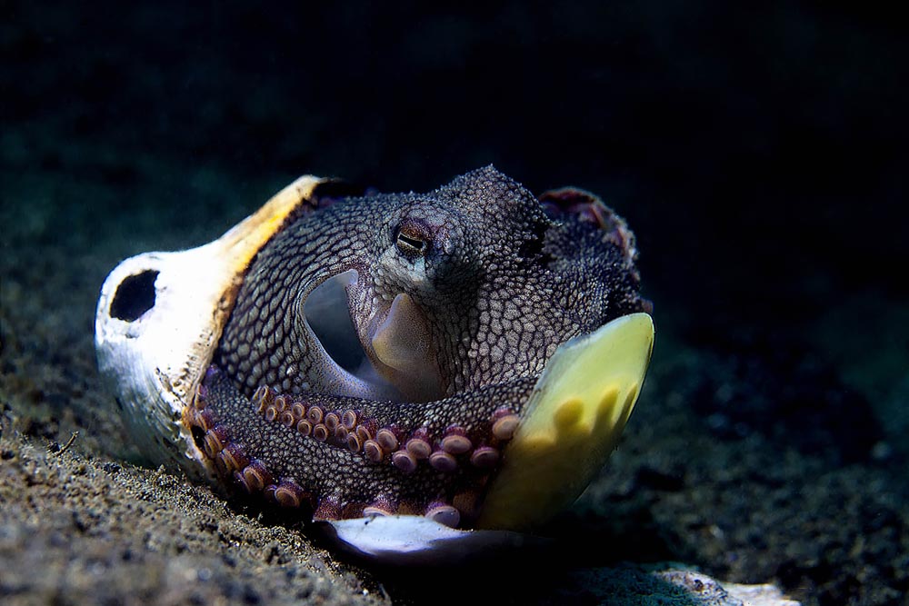 Coconut Octopus in Lembeh