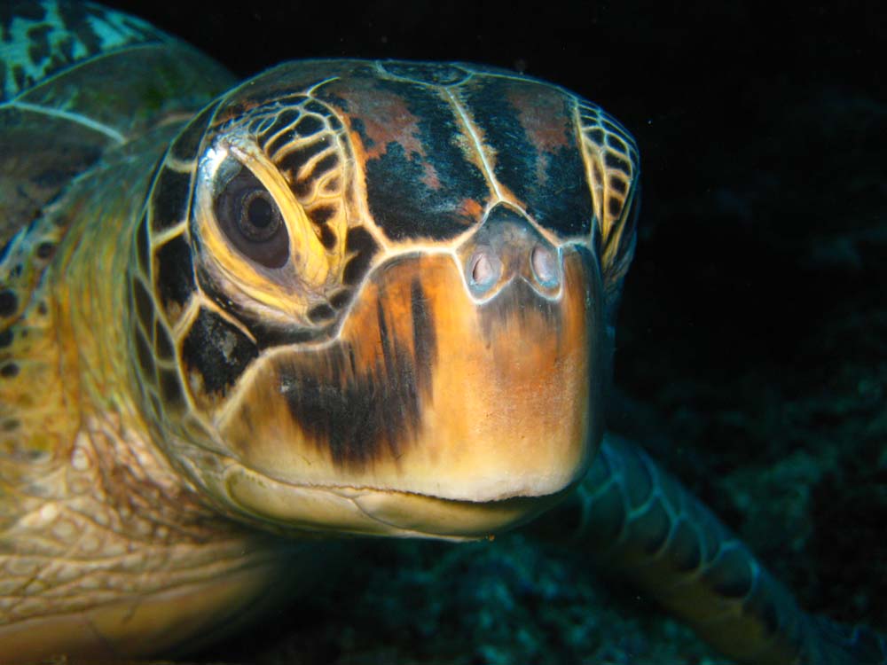 Close up Green Sea Turtle