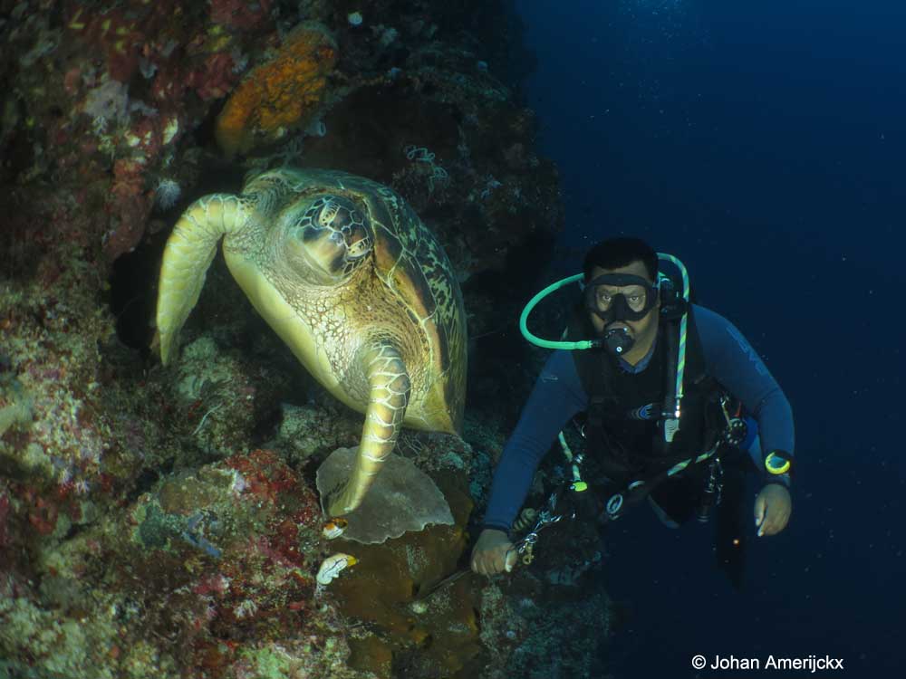 Next to dive guide Basrah is a huge Green Sea Turtle