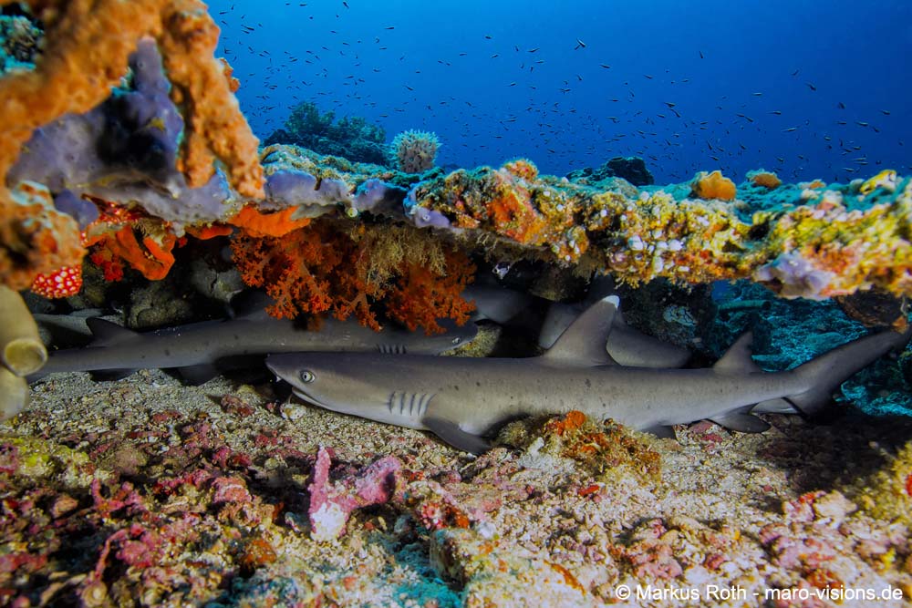 Resting Wite Tip Reef Shark in Sahaung Bangka underneath a table coral