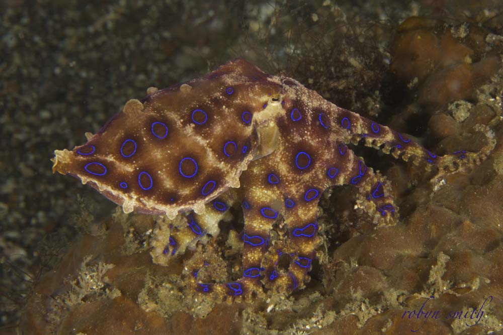 Poisonous Blue Ring Octopus in Bangka