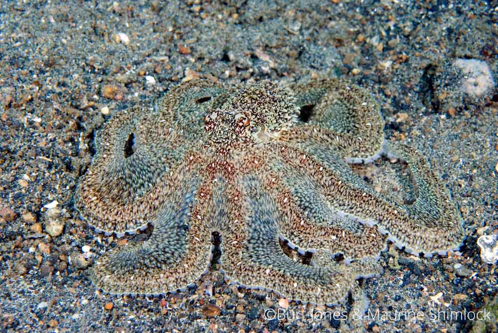Long Arm Octopus in Manado Bay