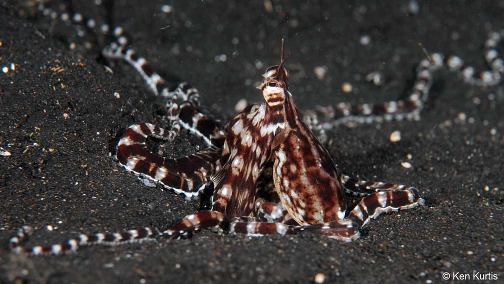 Mimic Octopus found at black sand muck dive