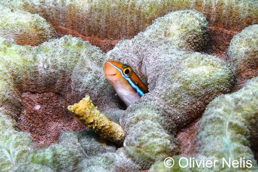 Fang Blenny by Olivier Nelis 