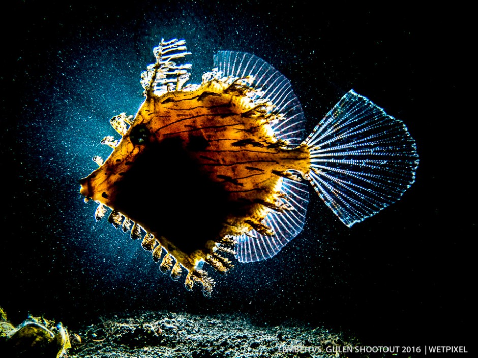 Backlit Filefish shot by Rich Charlton
