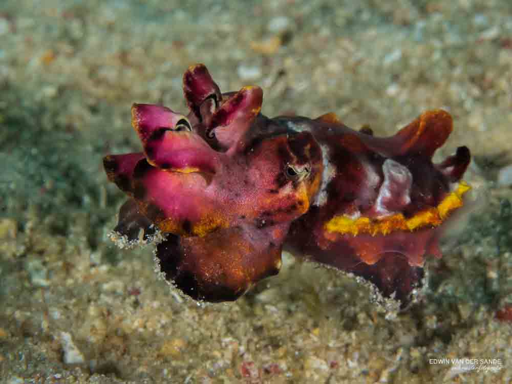 Murex Bangka Flamboyant Cuttlefish (Metasepia pfefferi)