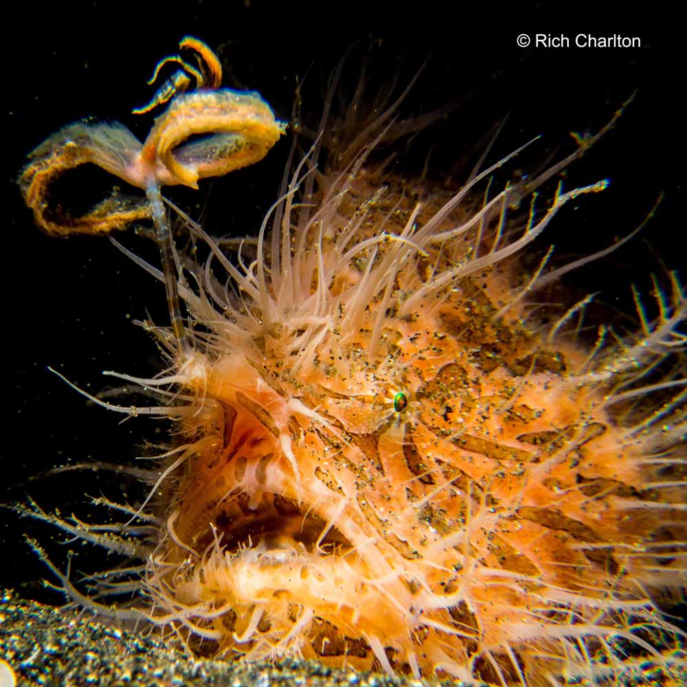 Hairy Frogfish shot by Rich in Manado Bay