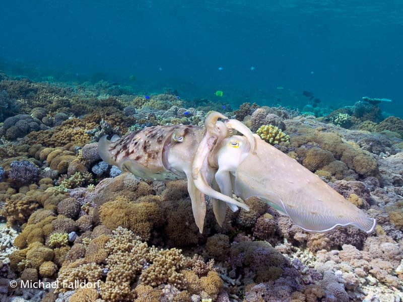 Broad club cuttlefish (Sepia latimanus) Bangka Island