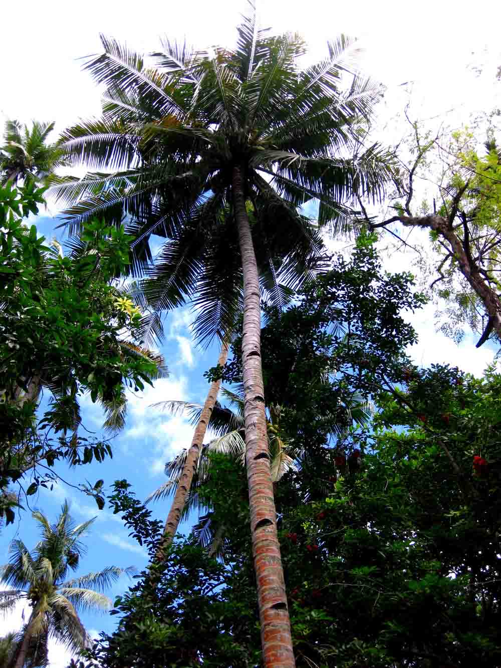 Coconut Palm Trees (Cocos nucifera)