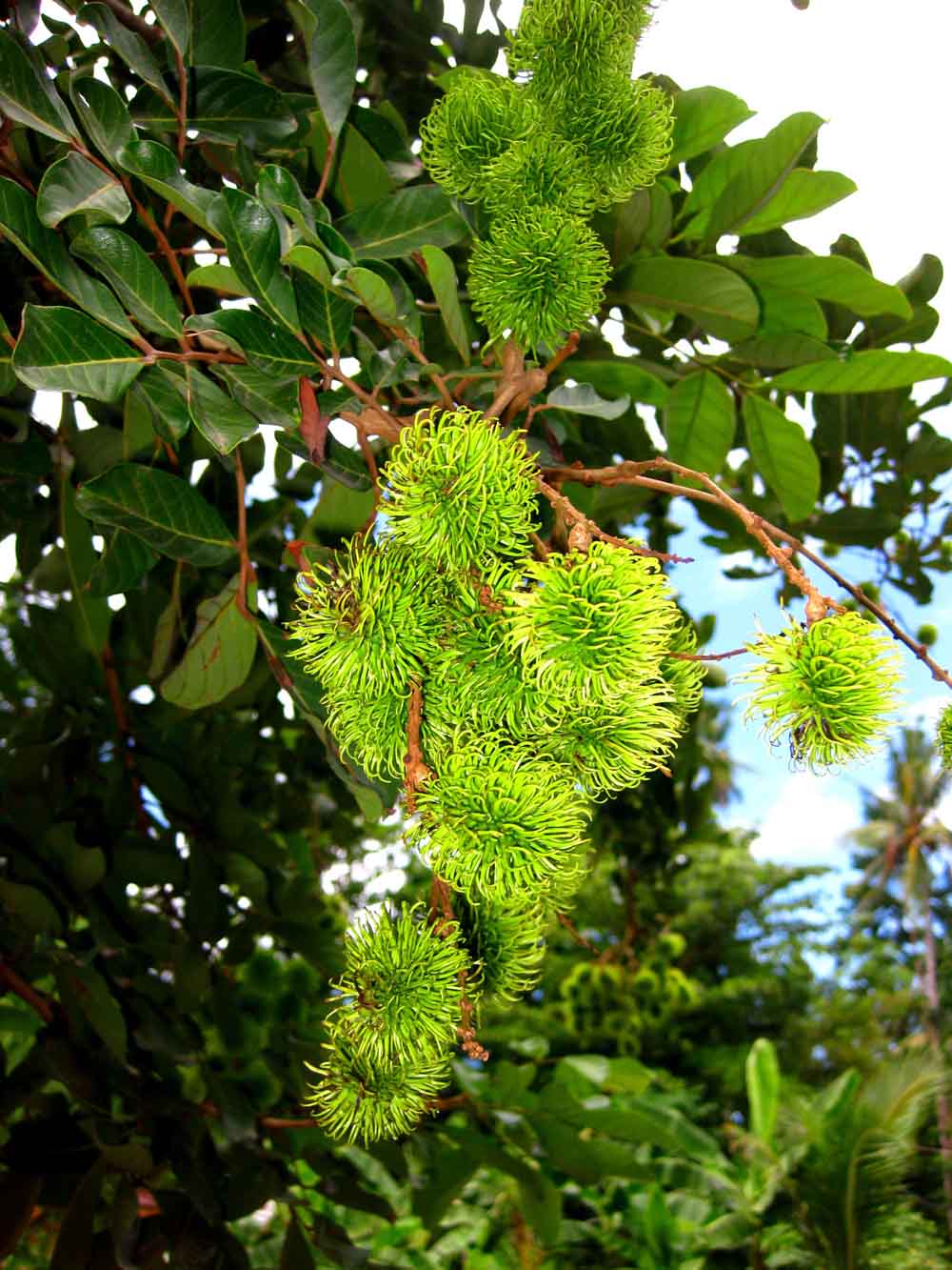 Rambutan Trees (Nephelium lappaceum