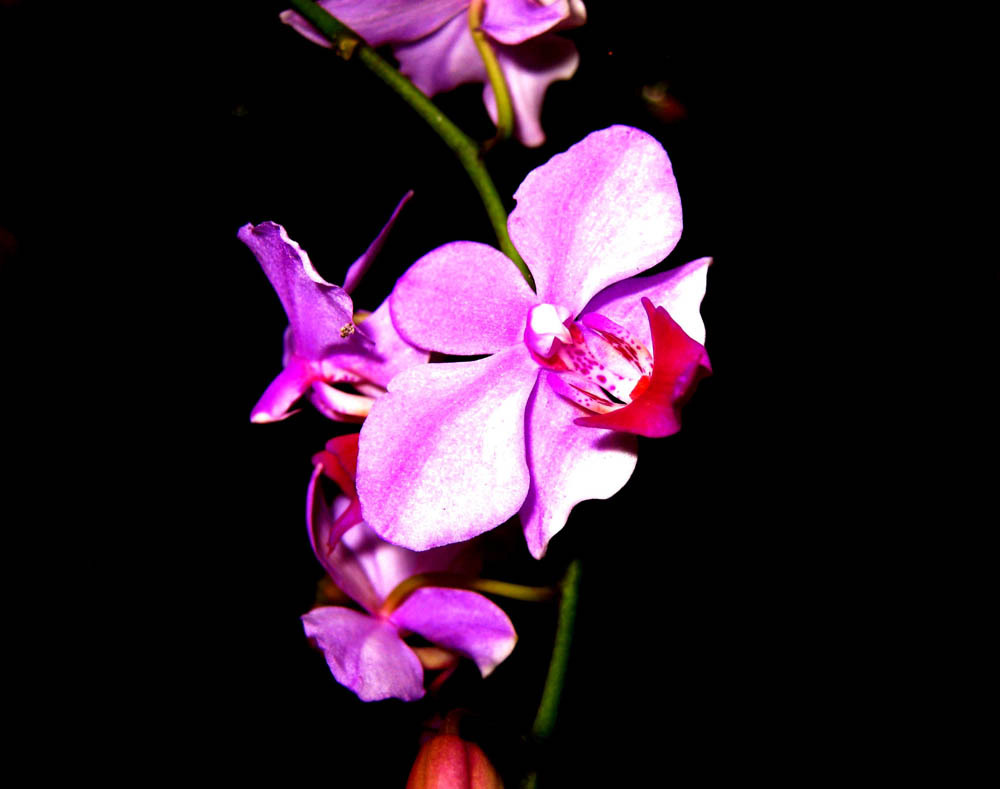 Orchid Vanda (Orchidaceae vanda)
