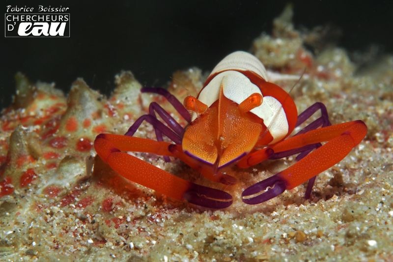 Emperor Shrimp belongs to the Crustaceans of North Sulawesi