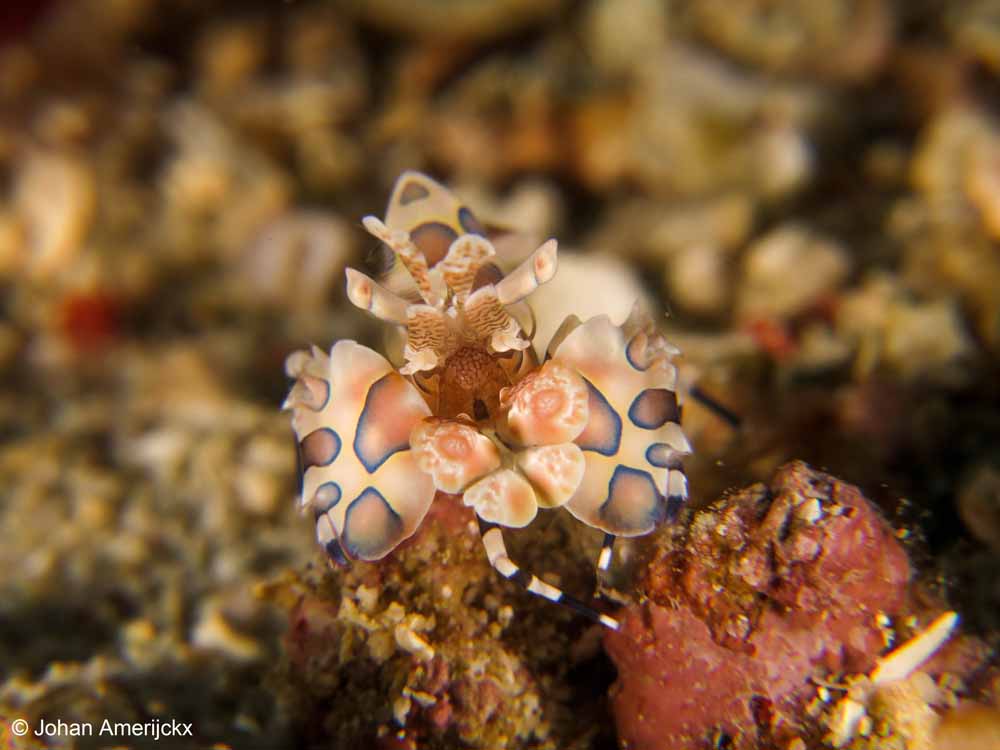 Harlequin Shrimp as one of the Crustaceans of North Sulawesi