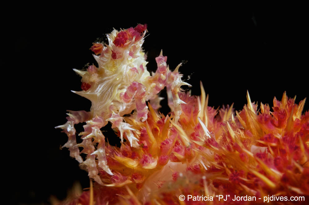 Crustaceans of North Sulawesi with the Soft Coral Candy Crab