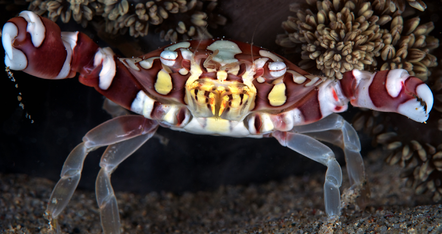 A Bangka Harlequin Crab (Lissocarcinus laevis)
