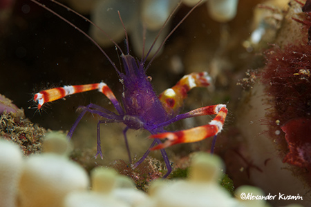 Crustaceans in Manado Violet Banded Boxer Shrimp (Stenopus tenuirostris)