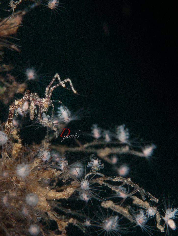 Skeleton shrimp (Caprellid sp.) 