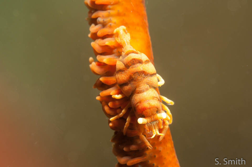 Whip Coral Shrimp (Dasycaris zanzibarica)