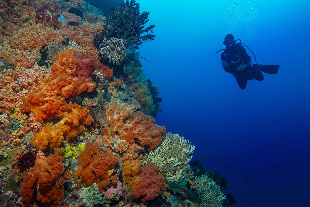 Diving a wall in North Sulawesi