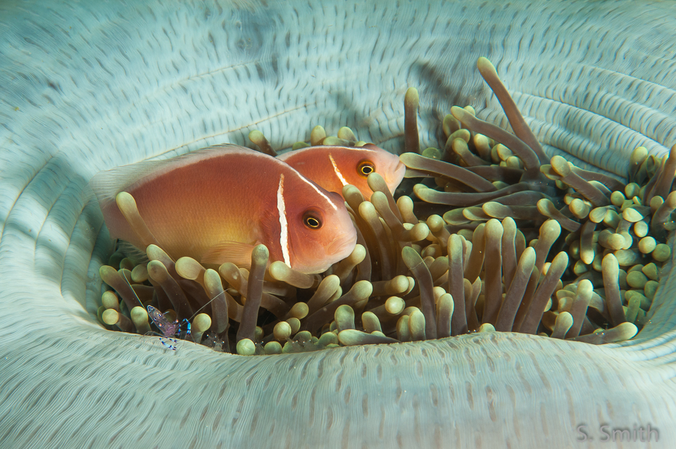 anemonefish and anemone shrimp