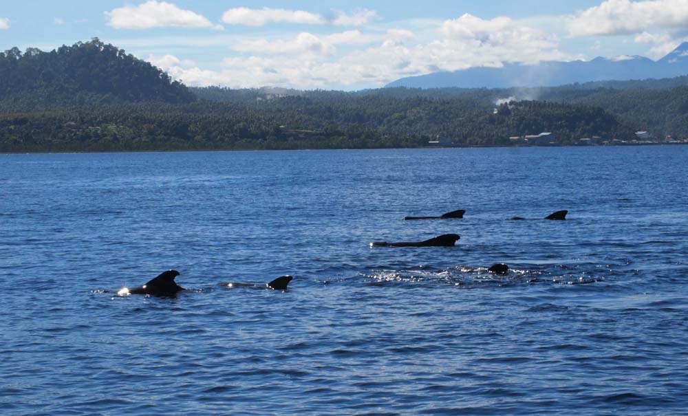 Short finned pilot whales (Globicephala macrorhynchus) in Manado bay