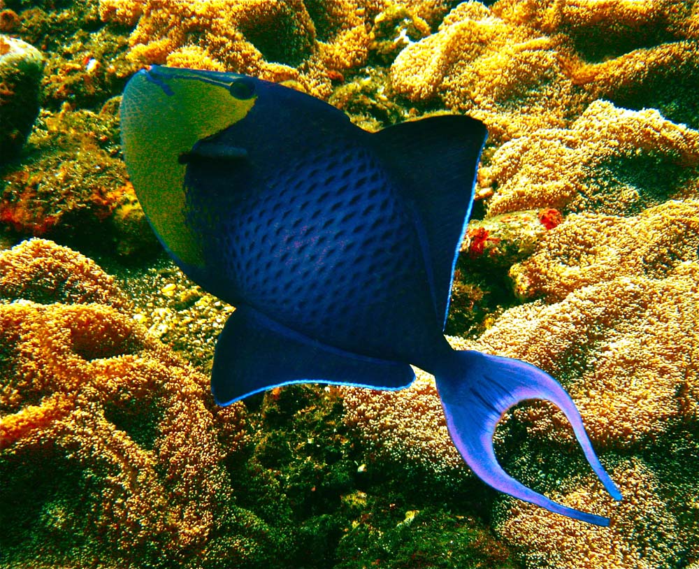 Red Toothed Triggerfish (Odonus niger)