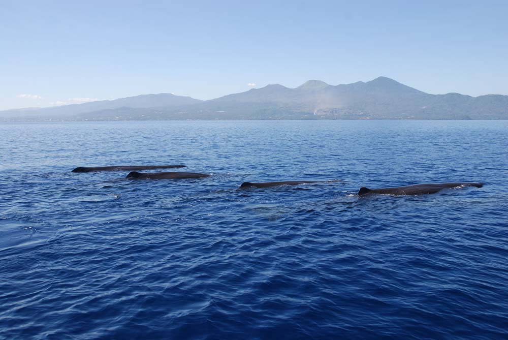 Sperm Whales (Physeter macrocephalus) in Manado Bay
