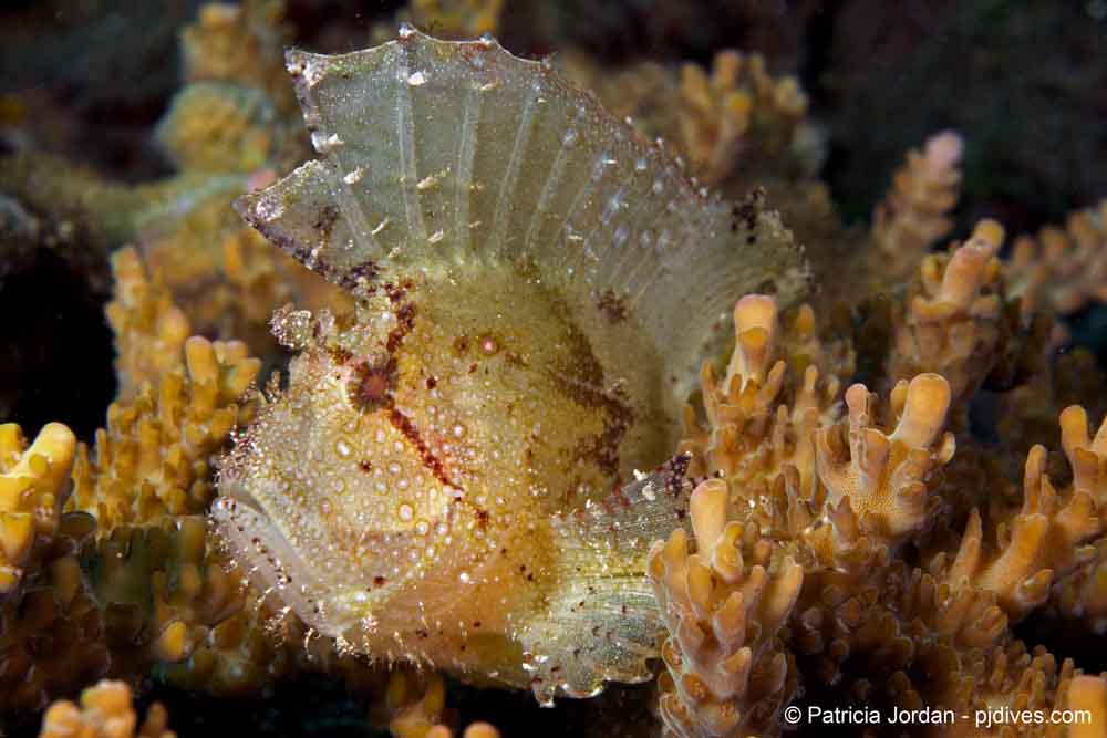 Manado House reef Leaf Scorpion Fish