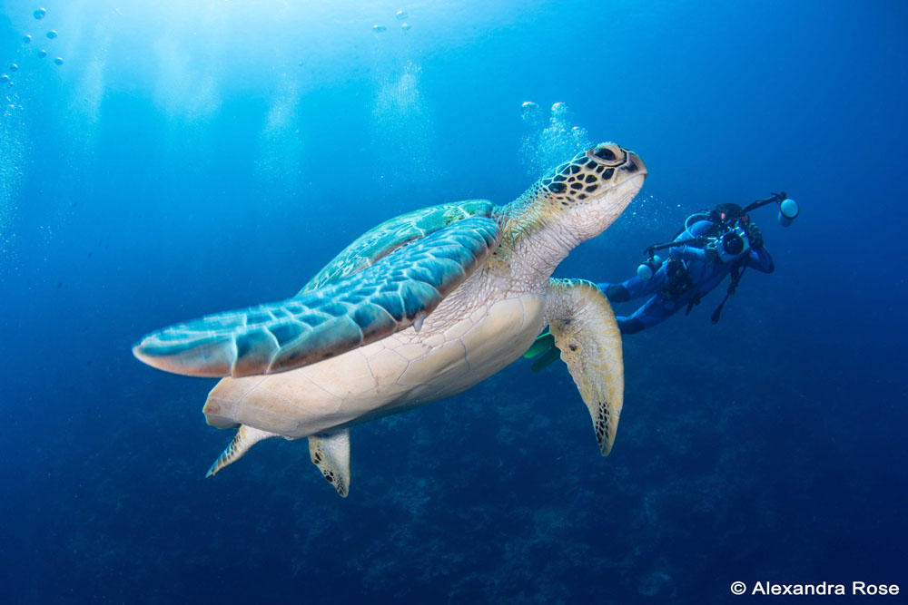 Green Sea Turtle Bunaken Island