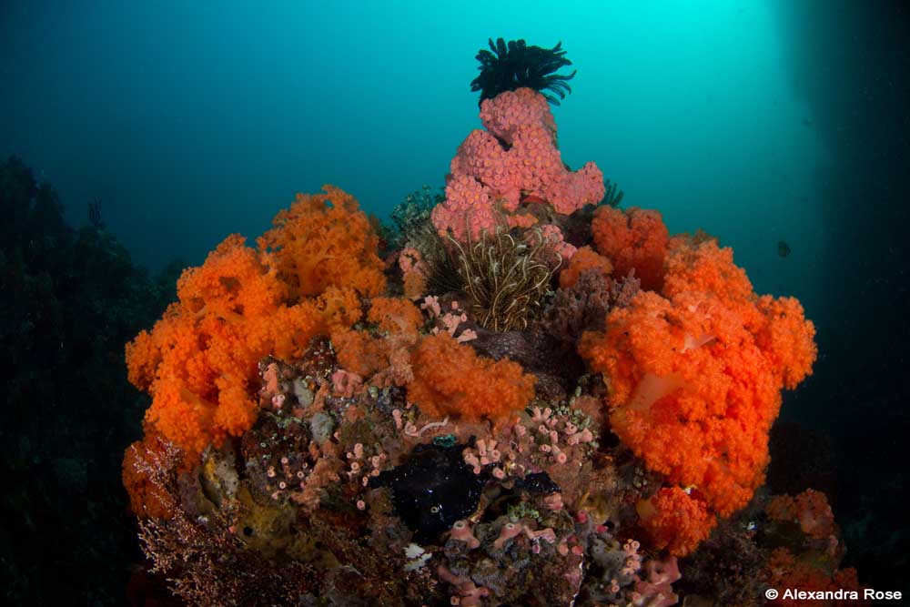 Soft Corals Bangka Island 