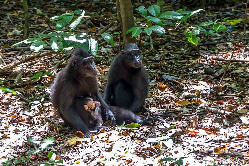 Black Macaque family