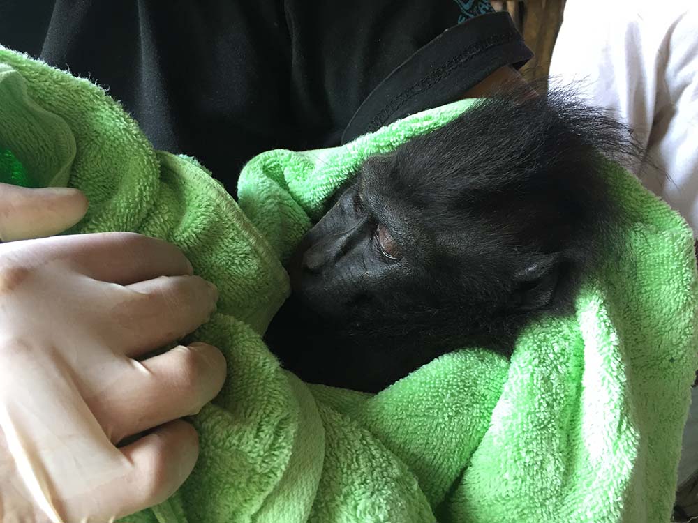 Black Macaque rescue