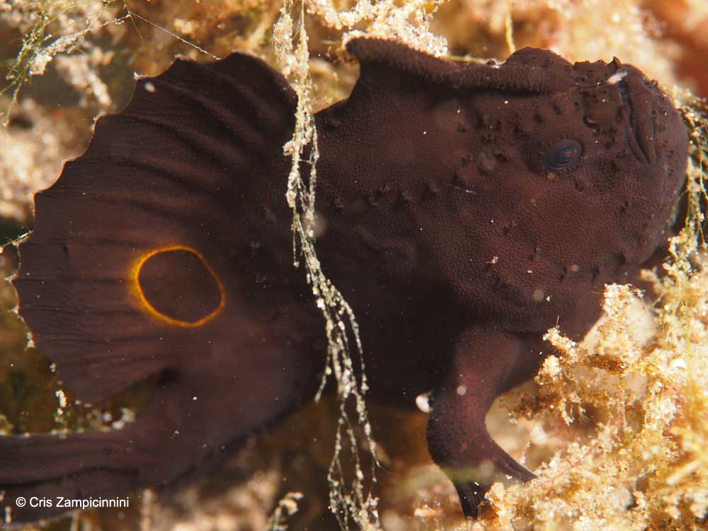 The ocellated frogfish