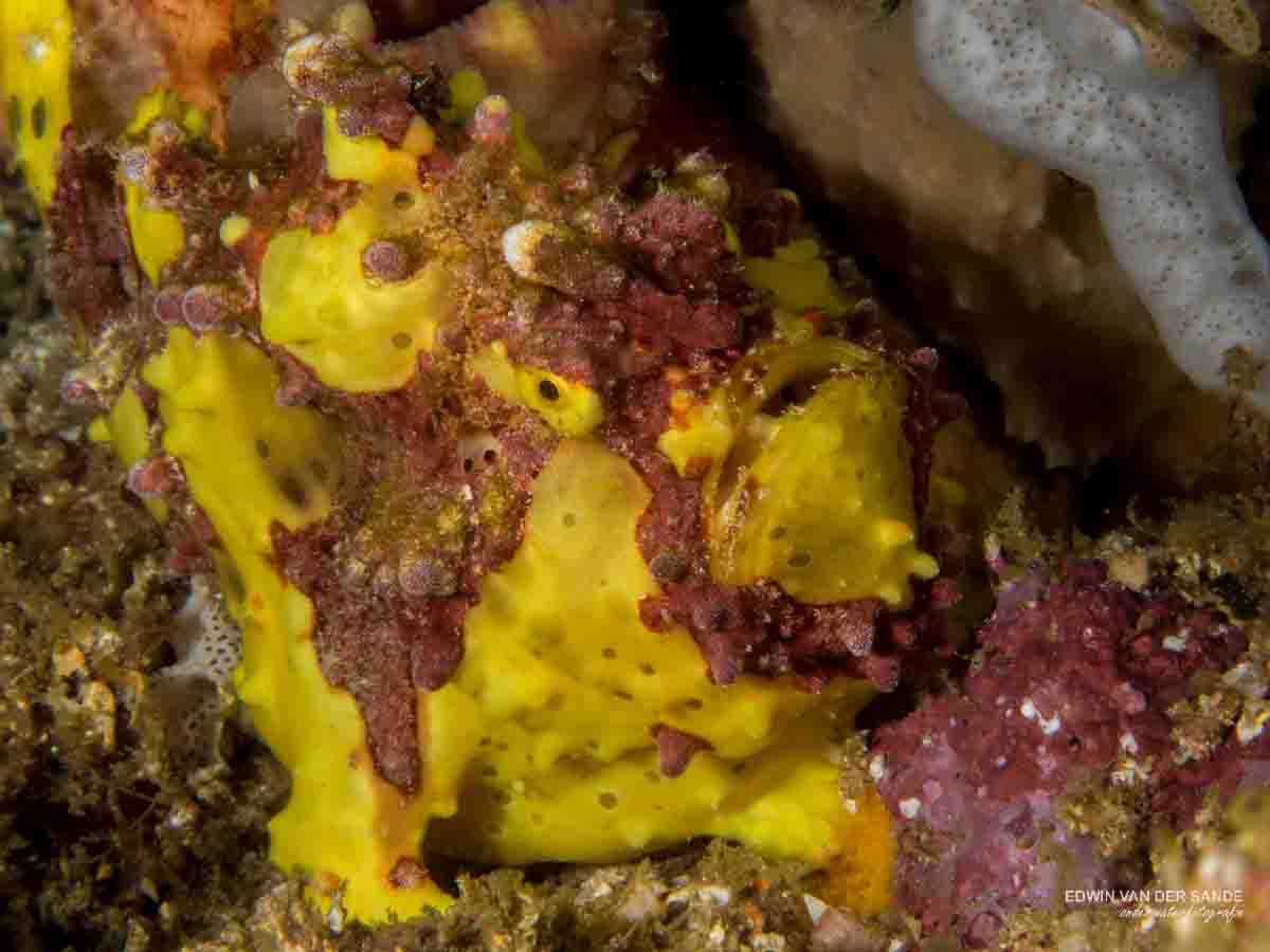 Yellow Warty Frogfish