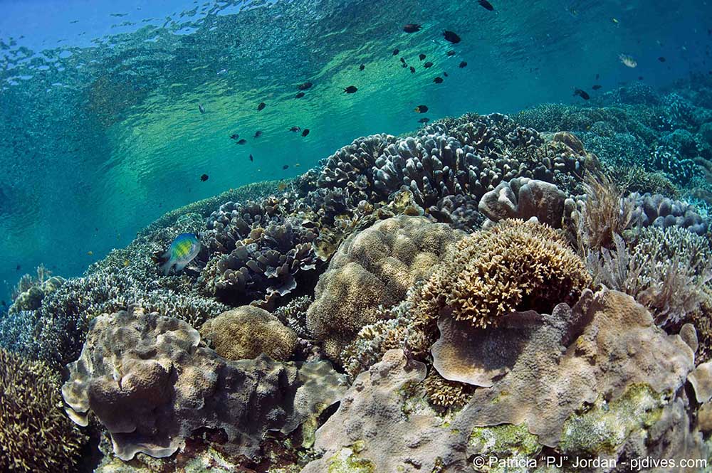 Bunaken hard corals