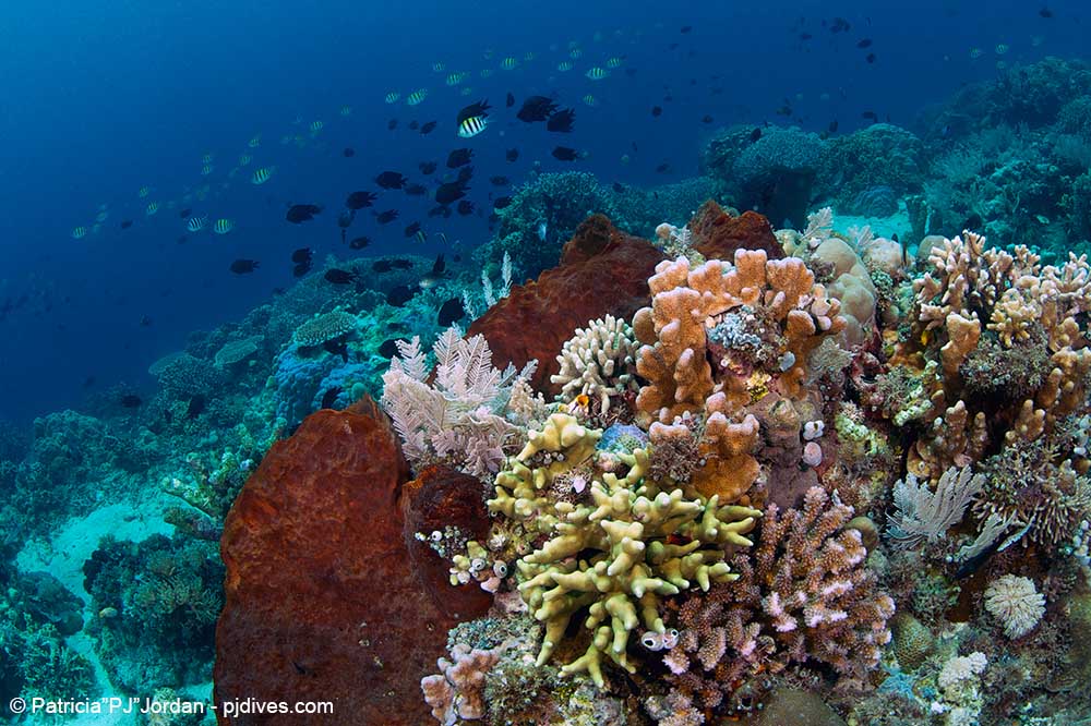 Bunaken Hard Corals