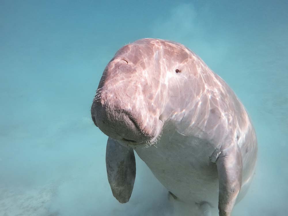 The Dugong is a highlight for snorkeling