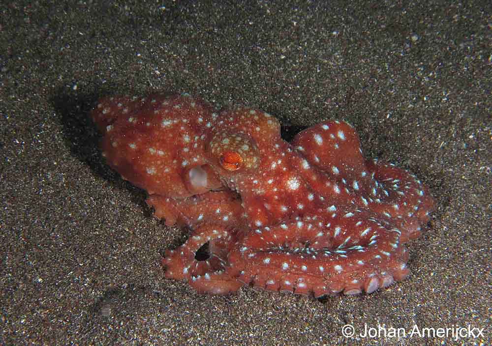 Manado Bay octopus night dive