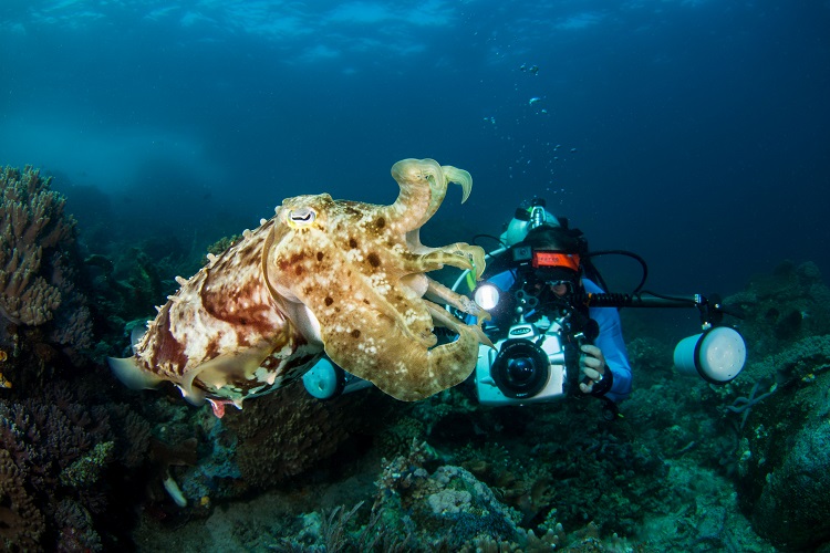 Underwater Photography competition